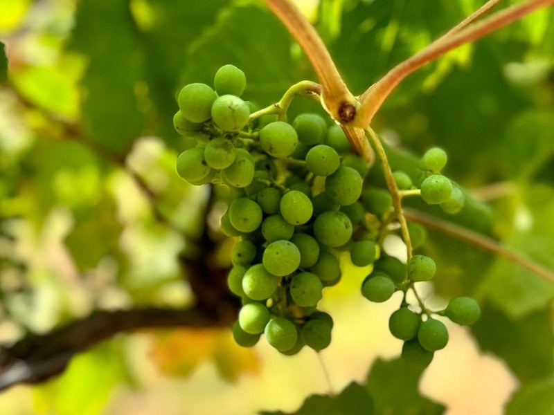 Young green grapes forming on the vine, in the shade of the leaves